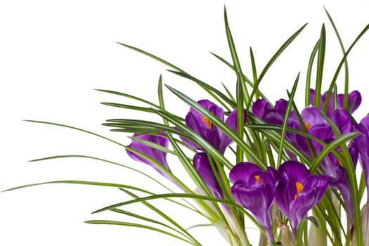 detail of purple crocus flowers