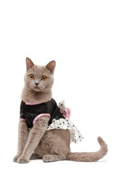 Lilac british shorthair cat with black and white dress
