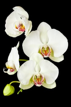 White orchid flower isolated on black background