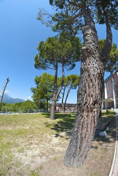 Giant Tree in a Park of Barga, Italy