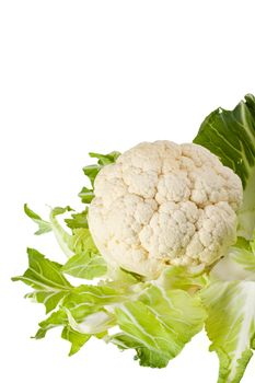 single cauliflower vegetable isolated on white