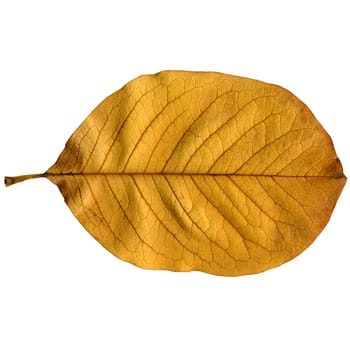 Tree leaf