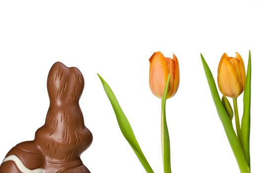 backside of a chocolate easter bunny and tulips isolated on white