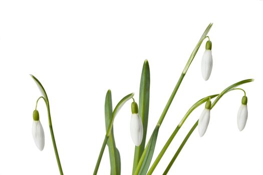 snowdrops isolated on white backdrop