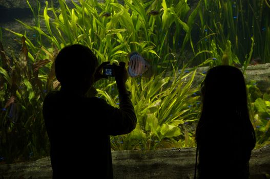 Children taking pictures of fish in an aquarium
