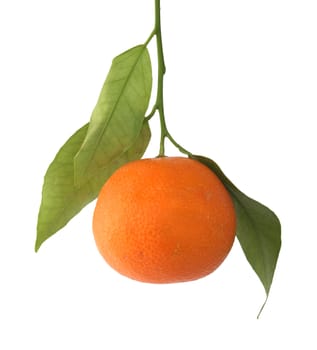 Mandarin orange or mandarine citrus fruit