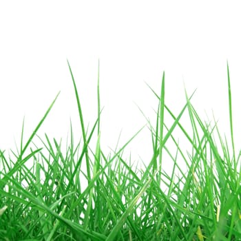 Green meadow grass lawn isolated on white