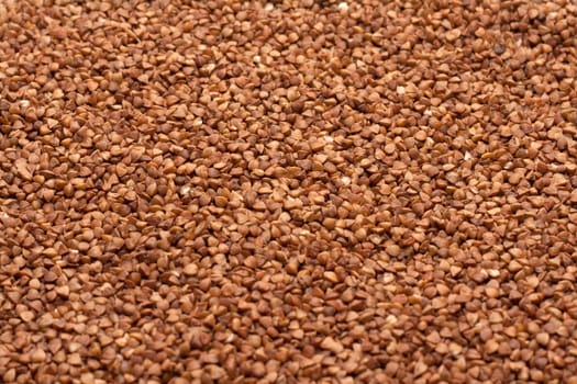 Buckwheat, disposit as background in diffused light