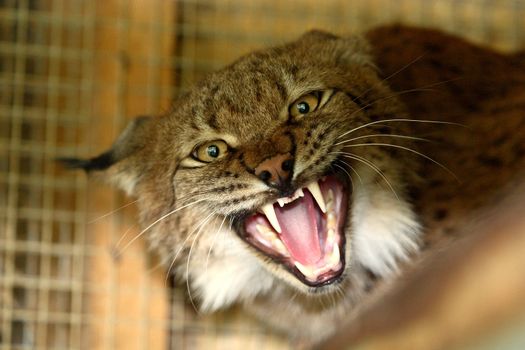 Aggressive lynx