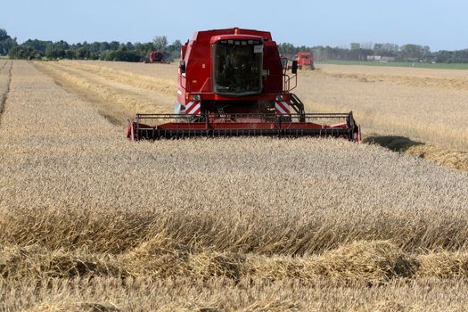 Machine harvesting the corn field