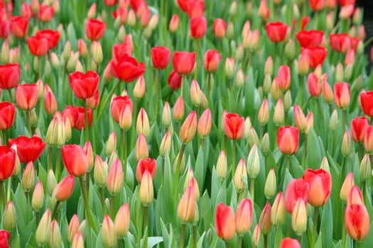 Close up of tulips