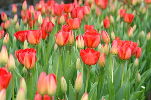 Close up of red tulips