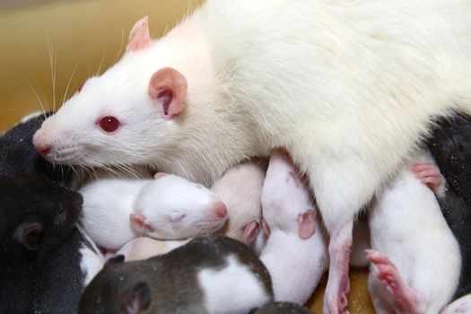 Rat with black & white newborn rats