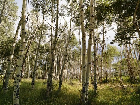 Tall Aspen tress growing in forest.