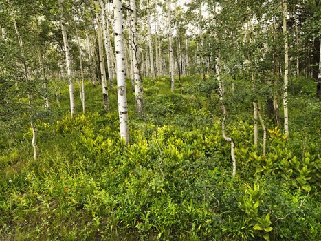 Lush forest with Aspen trees.