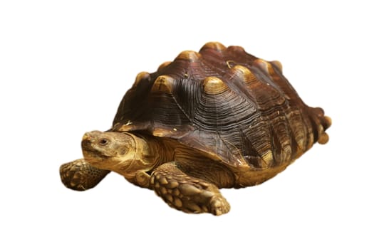 tortoise on white