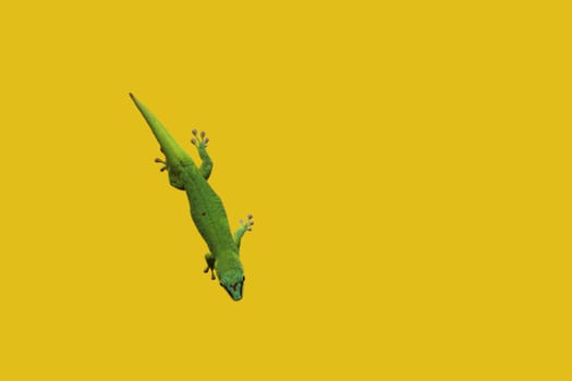 single green lizard on yellow background