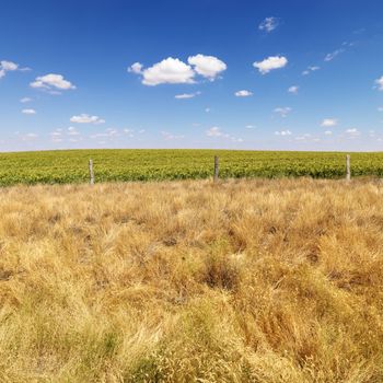 Rural field with agricultural crop and barbed wire fence.