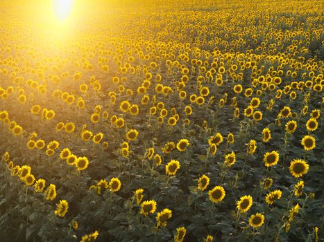 Field of sunflowers with sunshine.