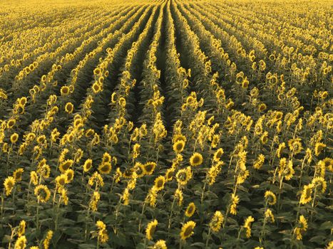 Agricultural field of sunflowers planted in rows.