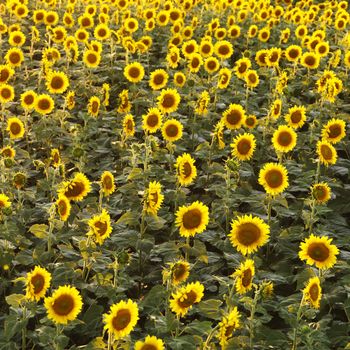 Field of sunflowers.