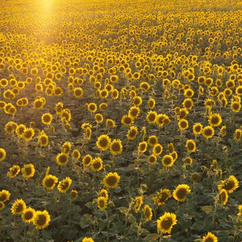 Agricultural field of sunflowers.