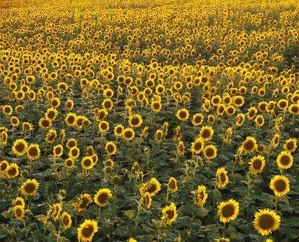 Field of many sunflowers.