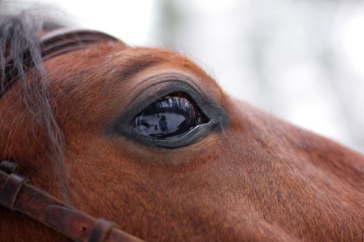 reflection of winter world in staring Horse's eye 