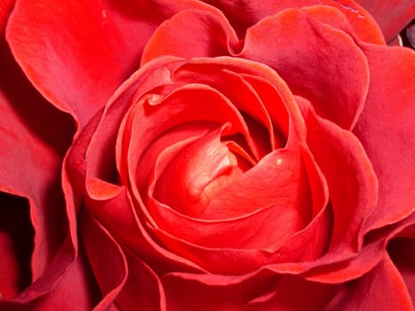 rose by macro lens