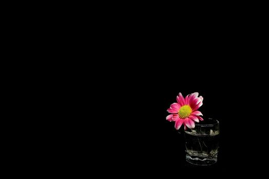 Alone chrysanthemum in the glass.