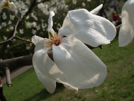 white magnolia