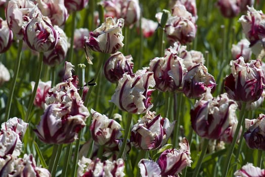 Tulips plant in Holland. Kukenhof Gardens.