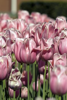 Tulips plant in Holland. Kukenhof Gardens.