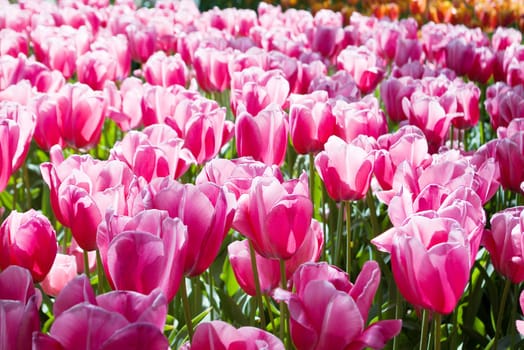 Tulips plant in Holland. Kukenhof Gardens.