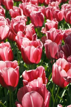 Tulips plant in Holland. Kukenhof Gardens.