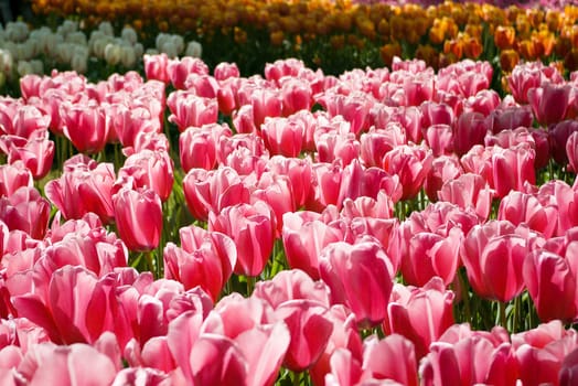 Tulips plant in Holland. Kukenhof Gardens.