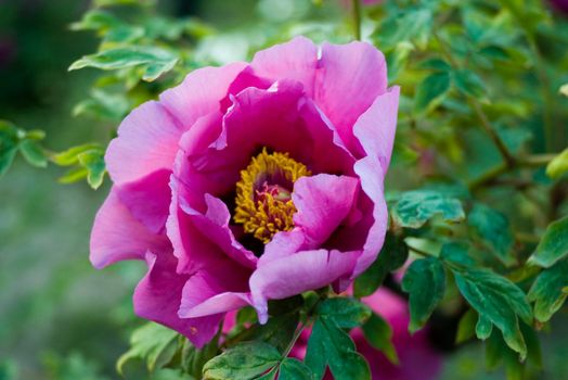 Peony on green background