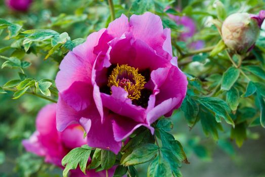 Peony on green background