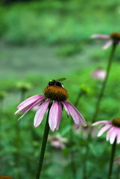 Echinacea purpurea