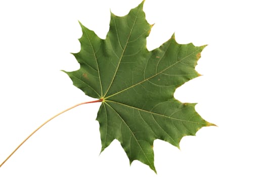 Sheet of maple isolated on a white background.
