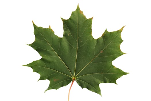 Sheet of maple isolated on a white background.
