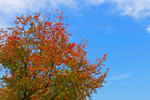 Cherry plant in autumn colors on the background of blue sky with clouds