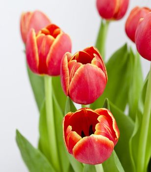 Beautiful arrangement of orange tulips isolated on white
