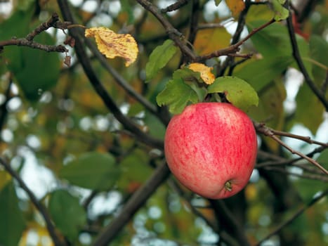 A single apple in the autumn garden