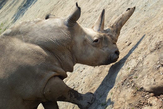 Two-horned rhinoceros at Zoo Dvur Kralove in Eastern Bohemia, Czech Republic