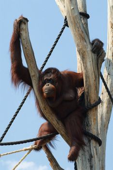 Orangutan at the zoo