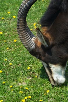 Anthelope (Hippotragus niger) at Zoo Dvur Kralove in Eastern Bohemia, Czech Republic