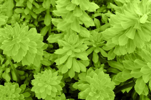 Photo of leaves of a green juicy plant