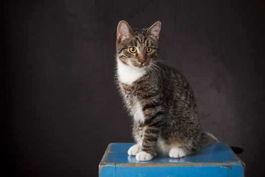 Young cat sitting on the blue chair