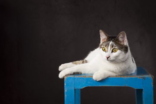 White cat laying top of blue chair